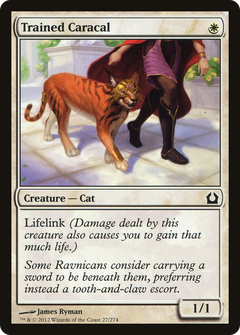 Trained Caracal - Foil