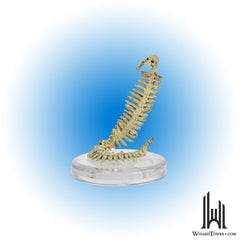 Skeletal Construct #13