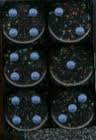 Dice Set - Speckled Blue Stars 16mm d6 12ct